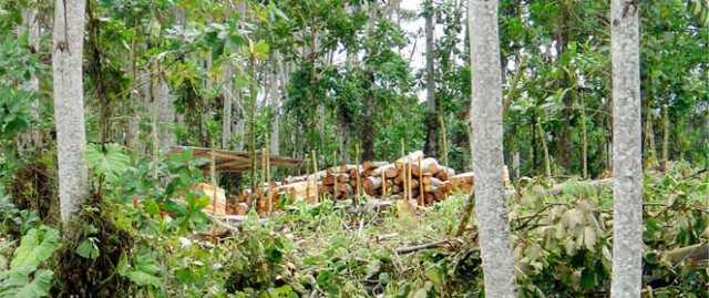 Balsa tree grove in Ecuador